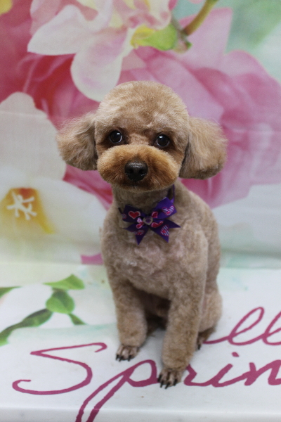 千葉県船橋市のトイプードルのトリミング画像