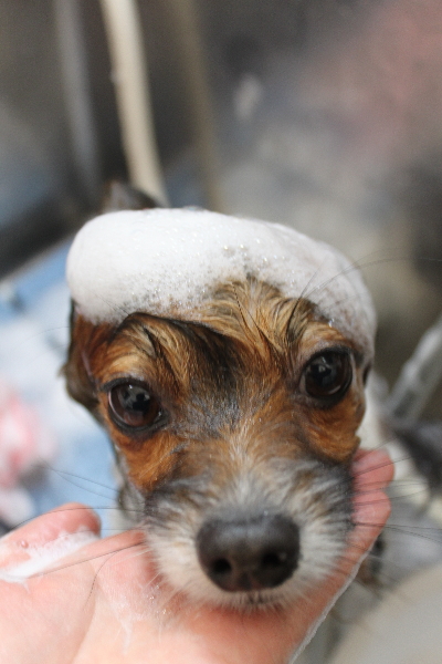 千葉県鎌ヶ谷市のパピヨンのシャンプー画像