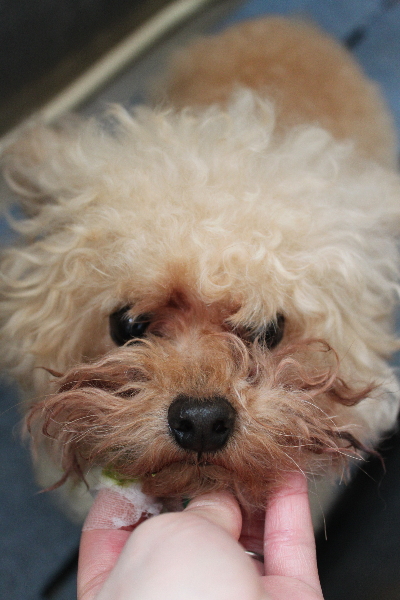 千葉県鎌ケ谷市のトイプードルの歯磨き画像