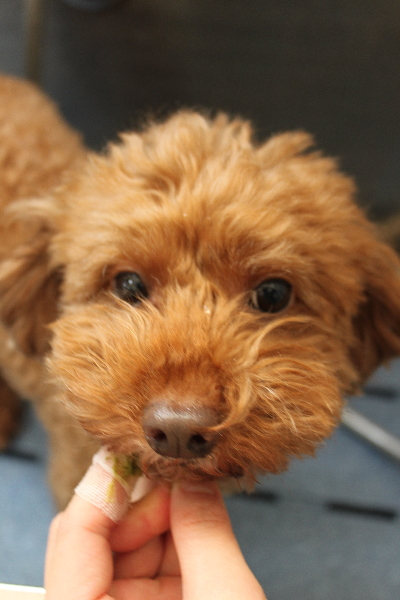 千葉県船橋市のトイプードルの歯磨き画像