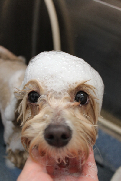 千葉県鎌ヶ谷市のミックス犬のシャンプー画像