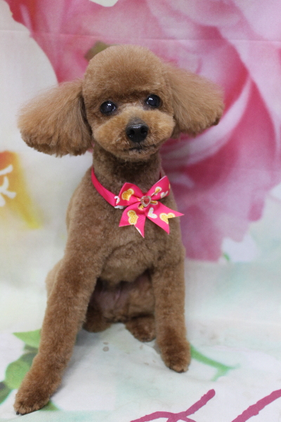 千葉県船橋市のトイプードルのトリミング画像