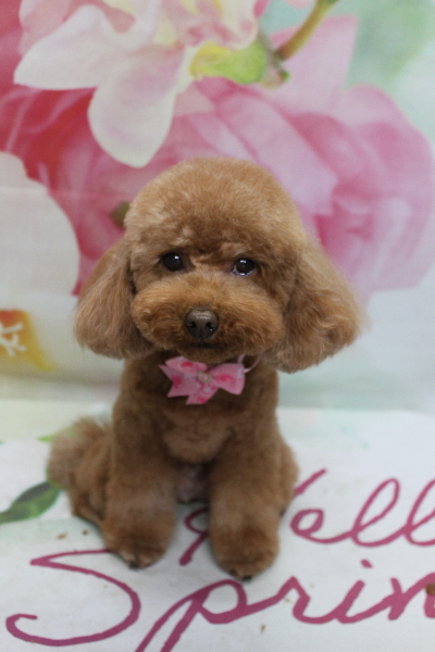 千葉県市川市のトイプードルのトリミング画像