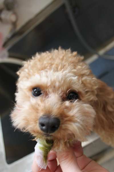 千葉県鎌ケ谷市のトイプードルの歯磨き画像
