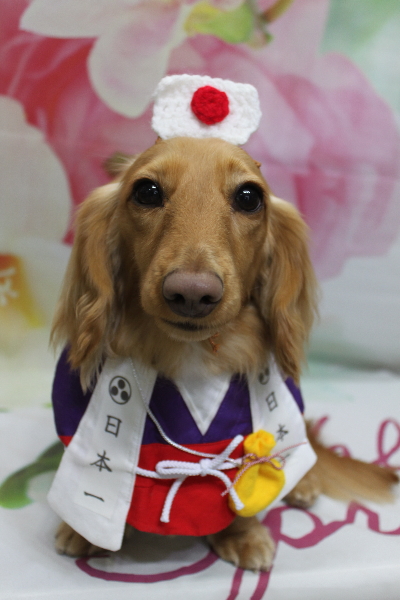 千葉県船橋市のミニチュアダックスのトリミング画像