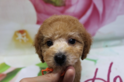 トイプードルブリーダーの子犬、トリミング画像