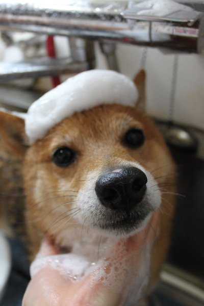 千葉県船橋市の豆柴のシャンプー画像