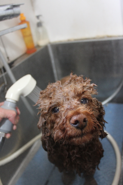 千葉県鎌ケ谷市トイプードルのオゾンシャワー画像