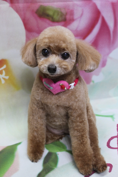 千葉県鎌ケ谷市のトイプードルのトリミング画像