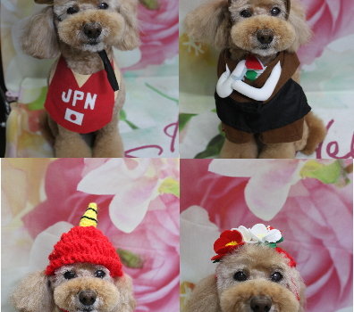 千葉県松戸市のトイプードルのトリミング画像