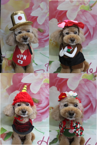 千葉県松戸市のトイプードルのトリミング画像