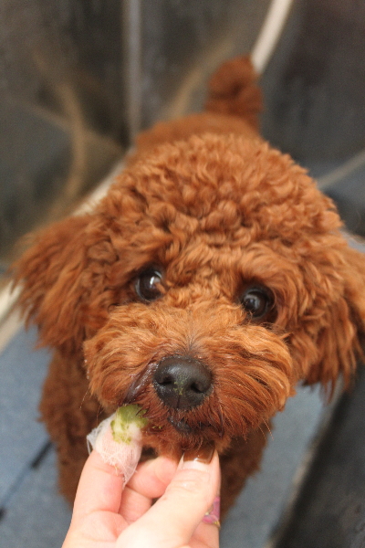 千葉県鎌ヶ谷市のトイプードルの歯磨き画像