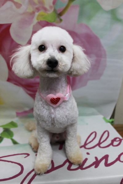 千葉県船橋市のトイプードルのトリミング画像