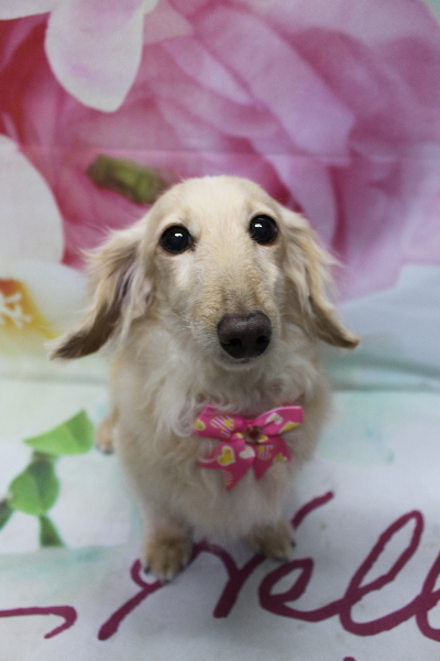 千葉県鎌ケ谷市のミニチュアダックスのトリミング画像