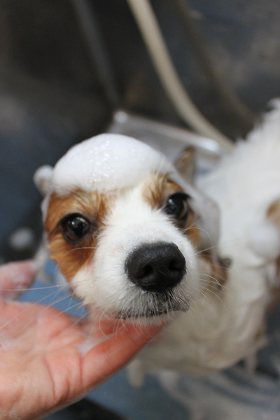千葉県鎌ヶ谷市のパピヨンのシャンプー画像