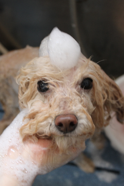 千葉県鎌ケ谷市のトイプードルのシャンプー画像