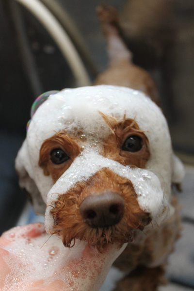 千葉県船橋市のトイプードルのシャンプー画像