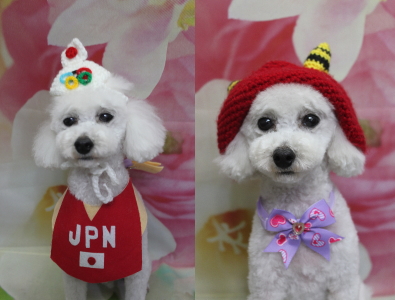 千葉県市川市のトイプードルのトリミング画像