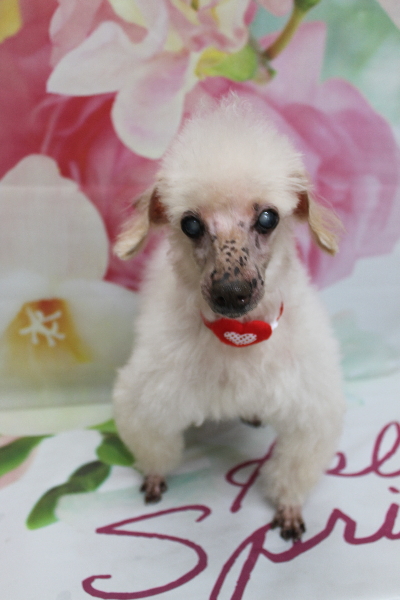 千葉県船橋市のトイプードルのトリミング画像