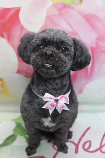 千葉県船橋市ミックス犬のトリミング画像