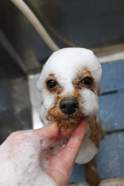 千葉県鎌ケ谷市のトイプードルのシャンプー画像