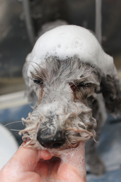 千葉県船橋市のトイプードルのシャンプー画像
