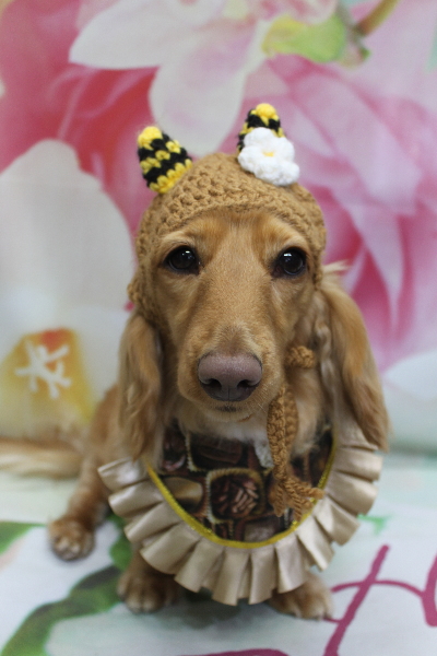 千葉県船橋市のミニチュアダックスのトリミング画像