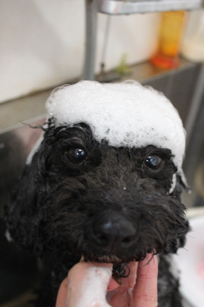 千葉県鎌ヶ谷市のトイプードルのシャンプー画像