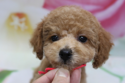 トイプードルブリーダーの子犬、トリミング画像