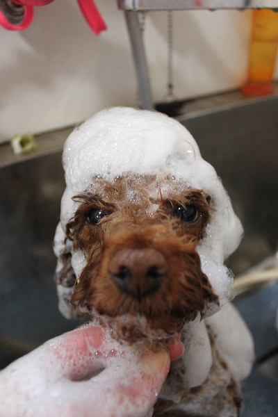 千葉県鎌ケ谷市トイプードルのシャンプー画像