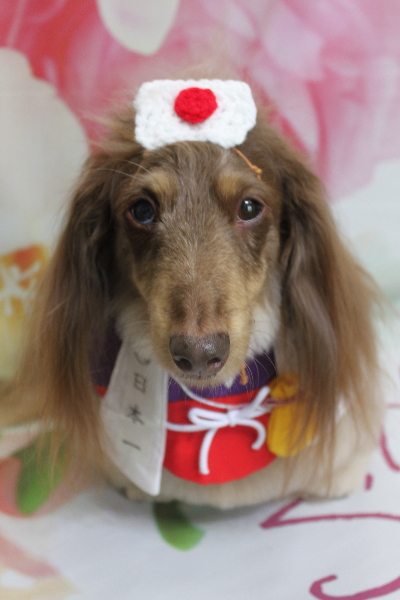 千葉県松戸市のミニチュアダックスのトリミング画像