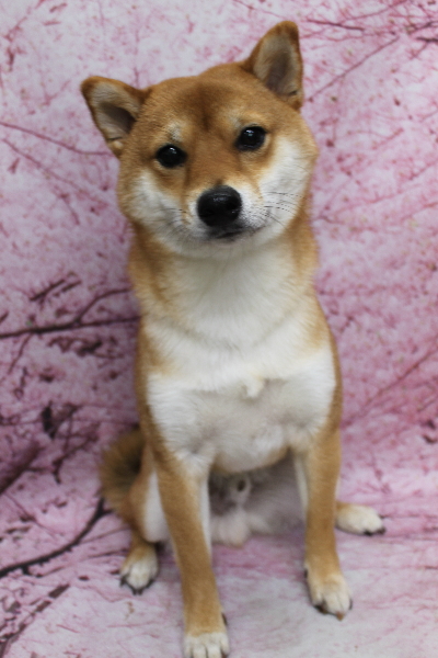 千葉県船橋市の豆柴のトリミング前画像