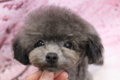 トイプードルブリーダーの子犬、トリミング画像