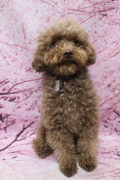 千葉県船橋市のトイプードルのトリミング前画像