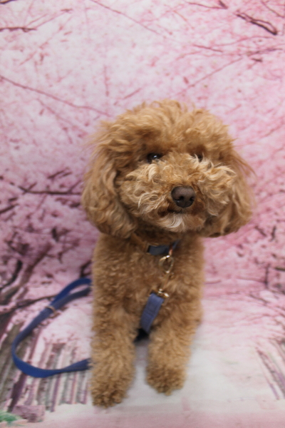 千葉県船橋市のトイプードルのトリミング前画像