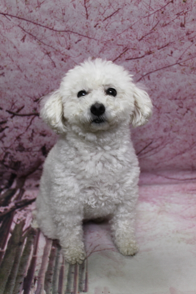 千葉県船橋市のトイプードルのトリミング前画像