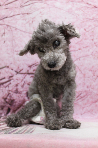 千葉県船橋市のトイプードルのトリミング前画像