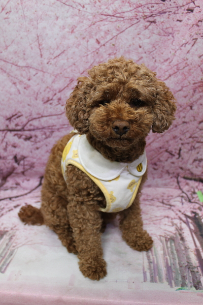 千葉県鎌ケ谷市トイプードルのトリミング前画像