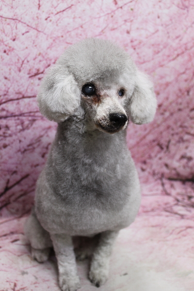 トイプードルブリーダーの成犬、トリミング前画像