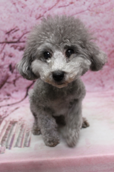 トイプードルブリーダーの成犬、トリミング前画像