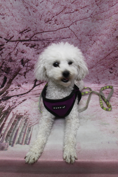 千葉県市川市のトイプードルのトリミング前画像