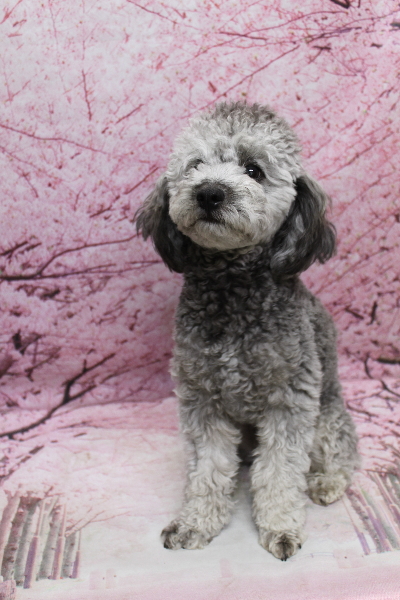 千葉県船橋市のトイプードルのトリミング前画像