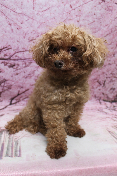 千葉県船橋市のトイプードルのトリミング前画像