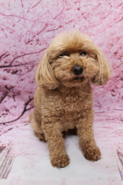 千葉県船橋市のトイプードルのトリミング前画像