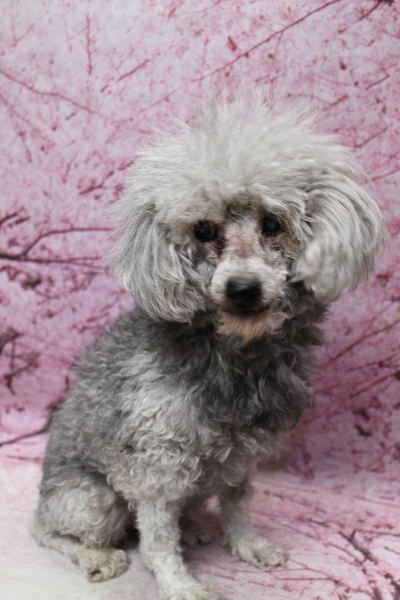 トイプードルブリーダーの成犬、トリミング前画像