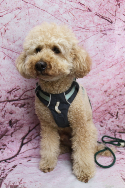 千葉県船橋市のトイプードルのトリミング前画像