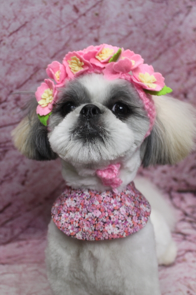 千葉県松戸市のシーズーのトリミング画像