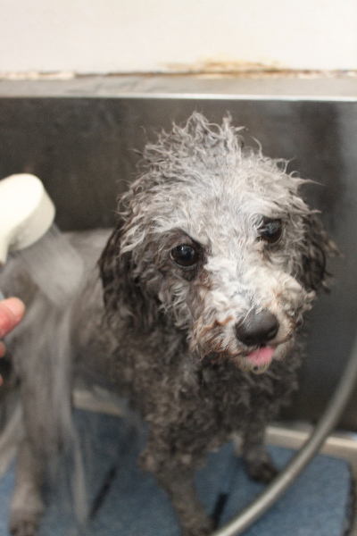 千葉県船橋市のトイプードルのオゾンシャワー画像