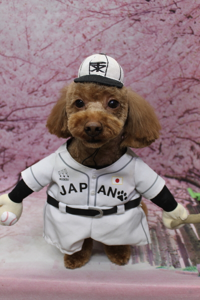 千葉県船橋市のトイプードルのトリミング画像