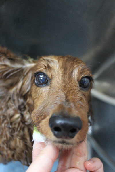 千葉県鎌ケ谷のミニチュアダックスの歯磨き画像